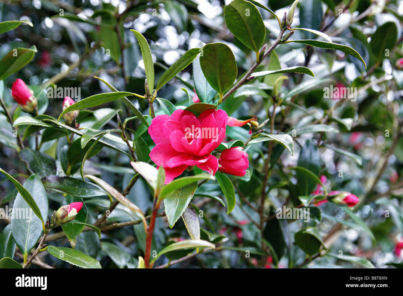 CAMELLIA CHRISTMAS ROSE Stock Photo - Alamy