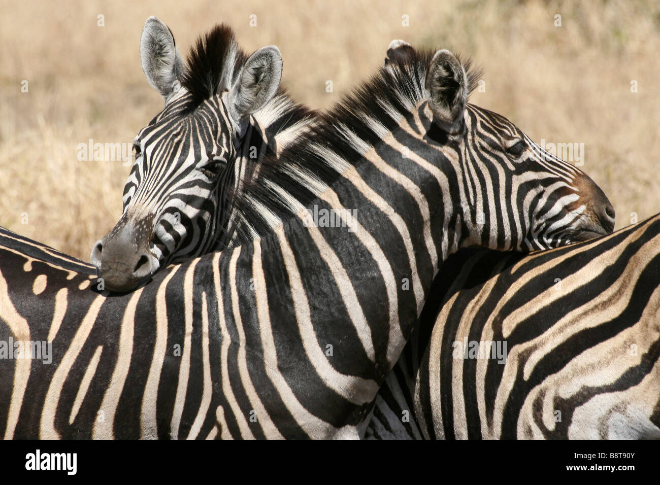 Two Plains Zebra Equus burchelli Nuzzling Each Others Neck In Kruger NP, South Africa Stock Photo