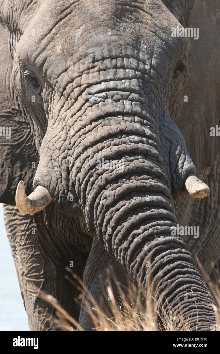 Close Up Of Bull African Elephant Loxodonta africana In Kruger National Park , South Africa Stock Photo