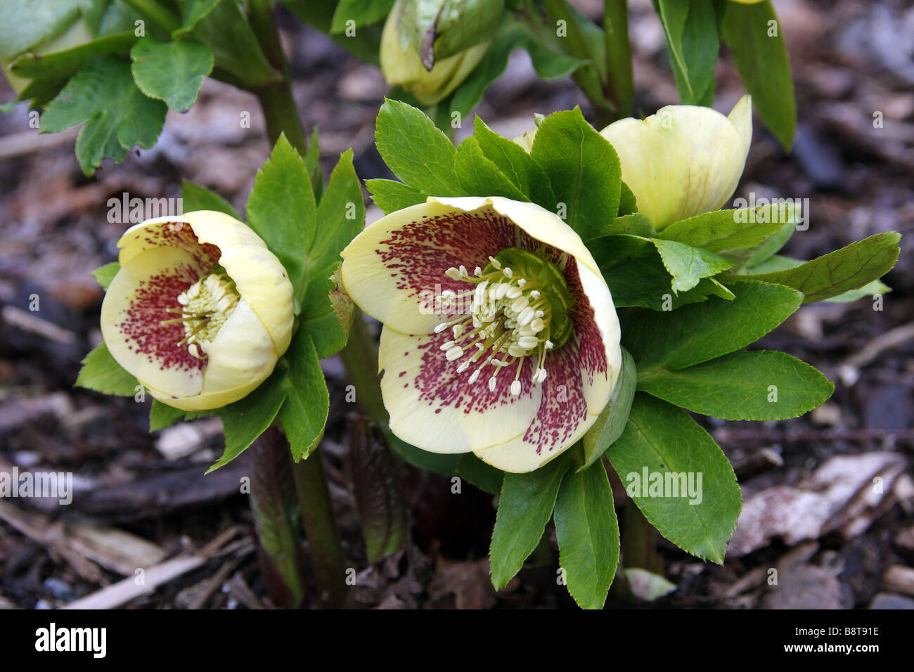 HELLEBORUS ASHWOOD GARDEN HYBRIDS Stock Photo