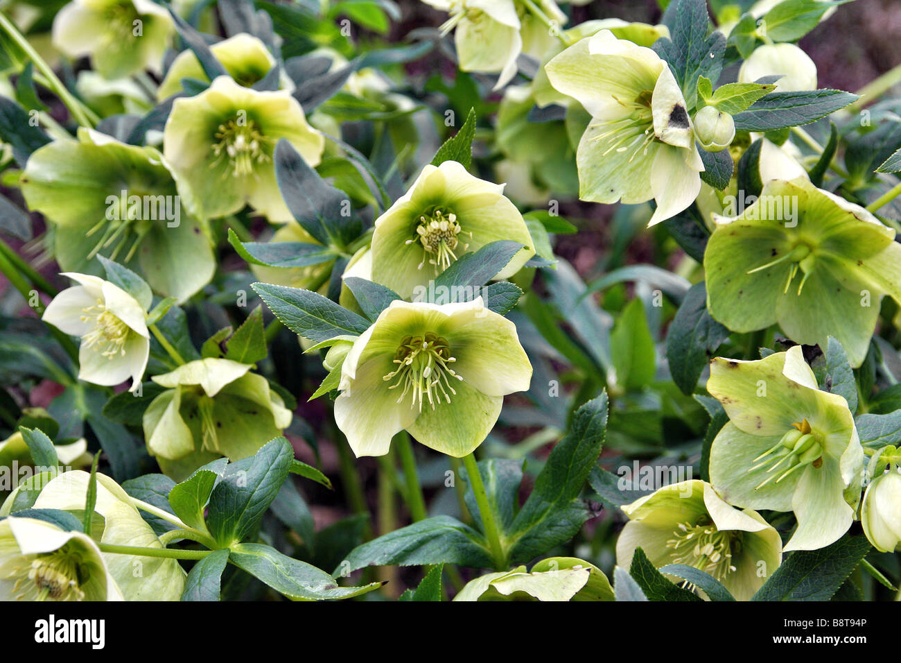 Helleborus X Hybridus