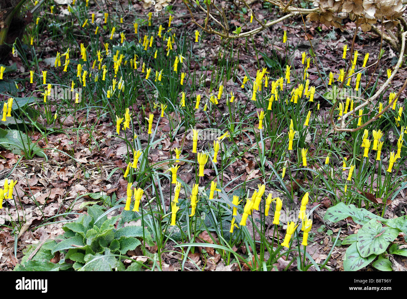 NARCISSUS CYCLAMINEUS AGM NATURALISED UNDER TREES AT RHS ROSEMOOR Stock Photo