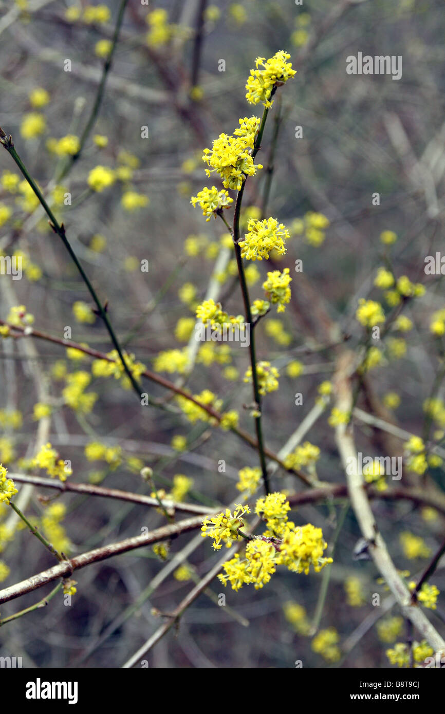 u 26 cornus mas u 26 cornus mas