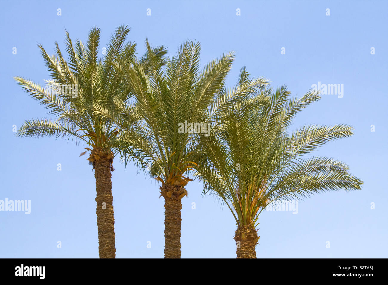 Three palm trees in Cairo in Egypt Stock Photo Alamy