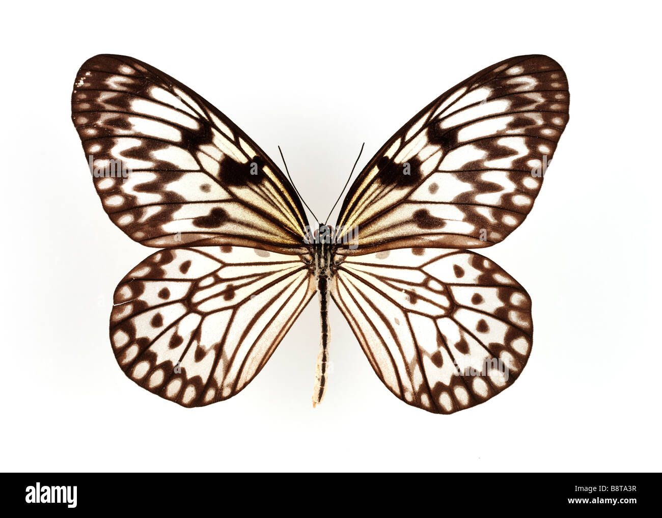 Close up shot of a butterfly isolated on white background Stock Photo