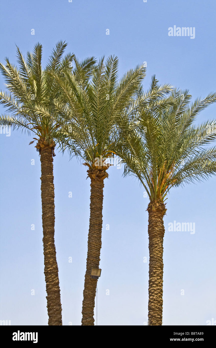 Three palm trees in Cairo in Egypt Stock Photo Alamy
