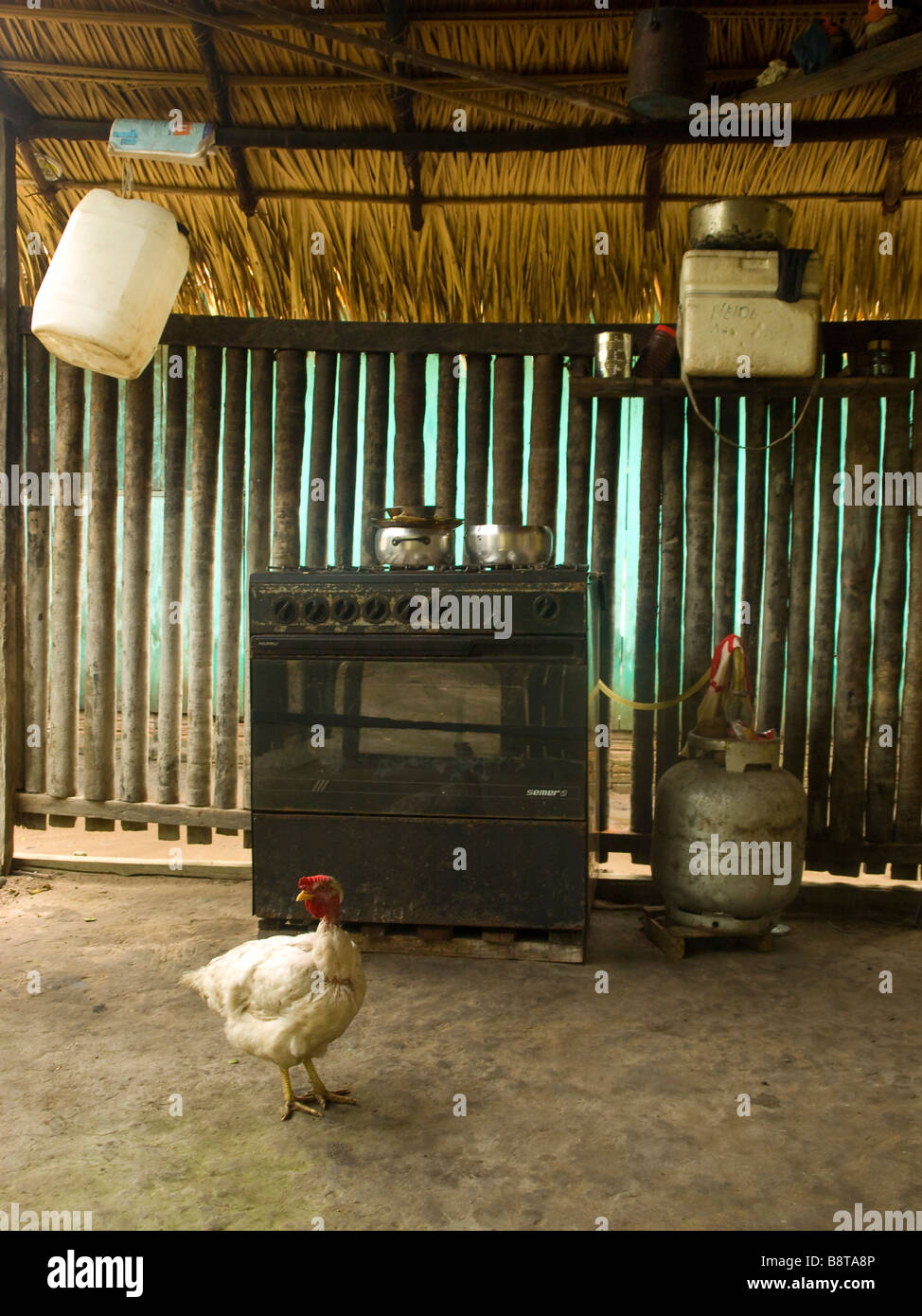 In a small village in the amazonian rainforest a hen in an rudimentary