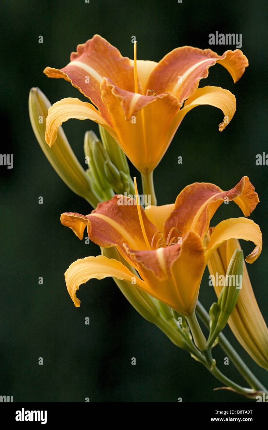 daylily blossoms Stock Photo Alamy
