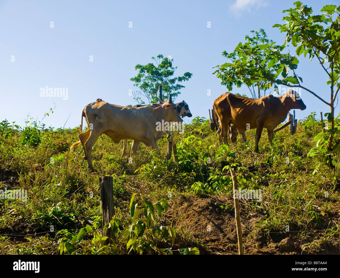 Cattle on pasture deforestated amazon rainforest in the Tapajos forest