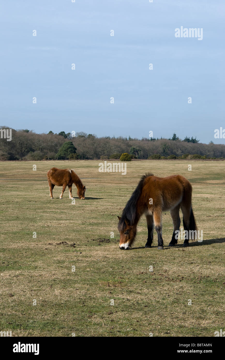 Ponies grazing in the New Forest Hampshire Stock Photo - Alamy