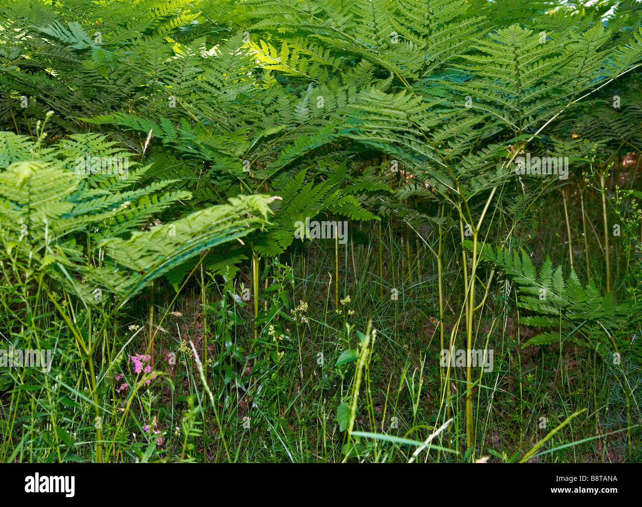 fern plants in wild summer forest Stock Photo - Alamy