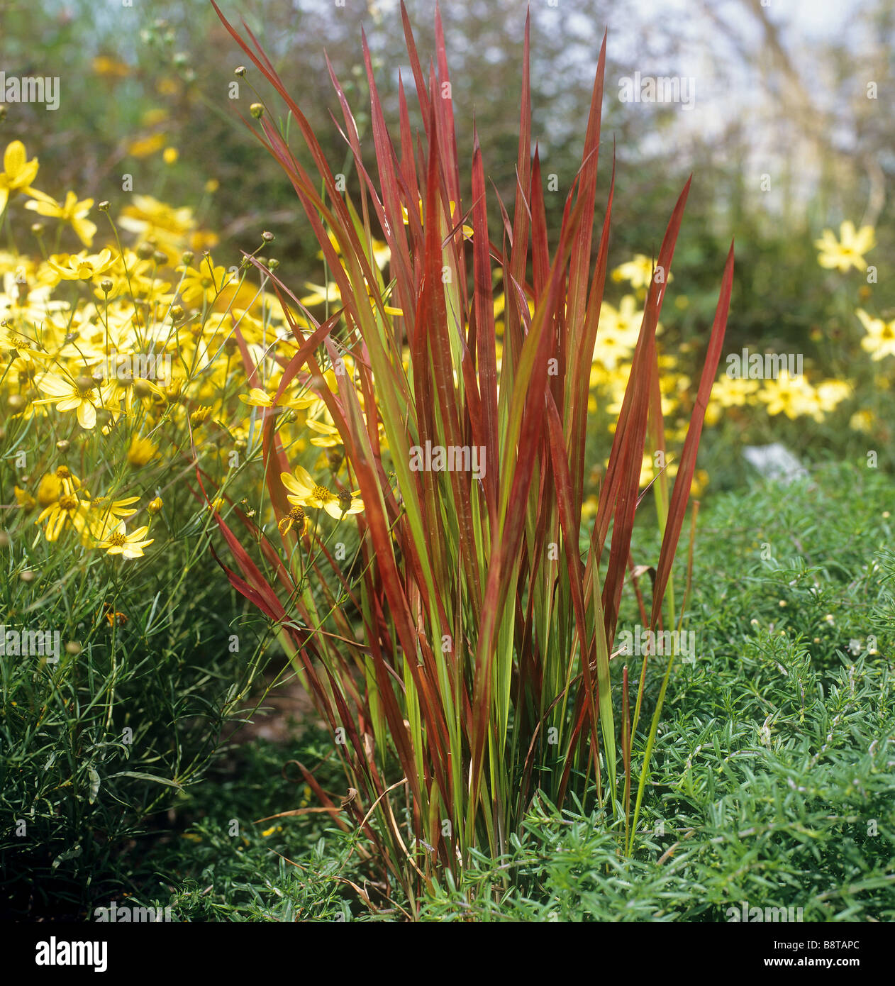 Imperata cylindrica / Imperata cylindrica Stock Photo Alamy