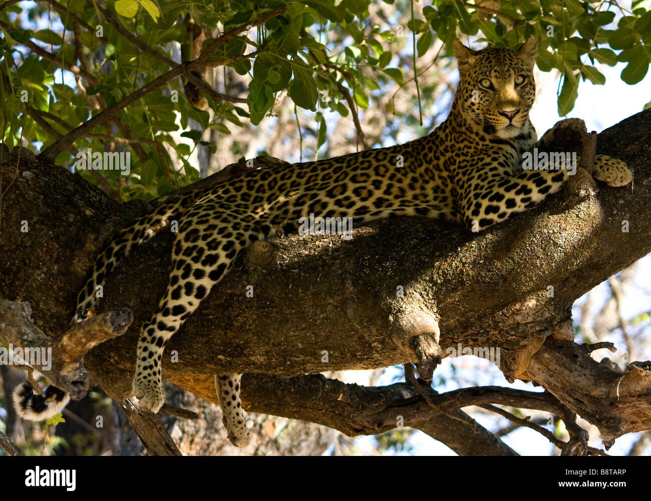 Leopard in tree Botswana Africa Stock Photo