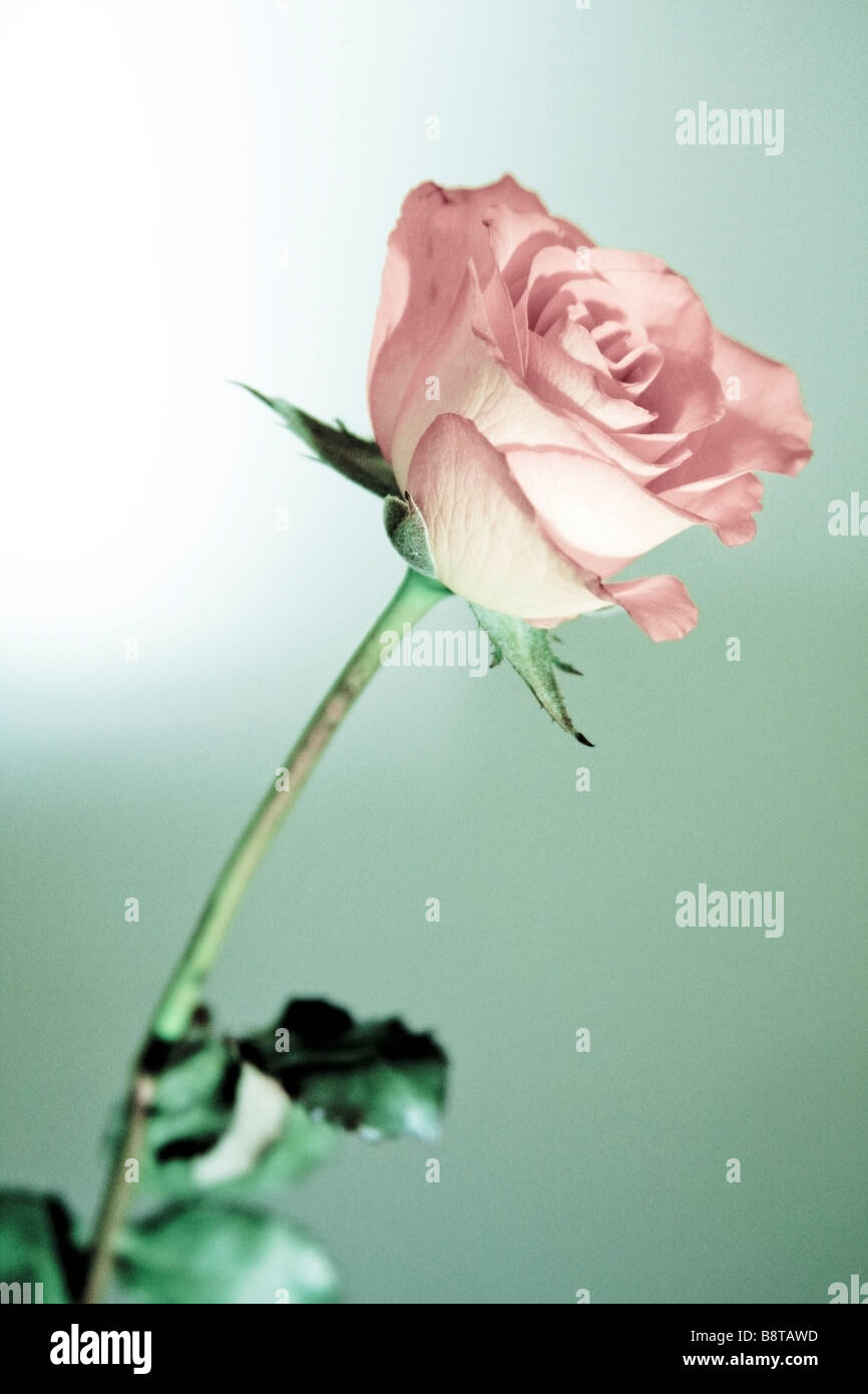 rose with faded colors Stock Photo - Alamy