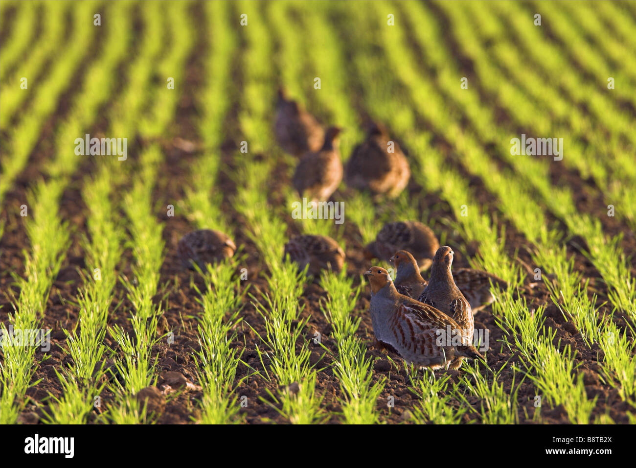 grey partridge (Perdix perdix), group foraging on an acre, Germany Stock Photo