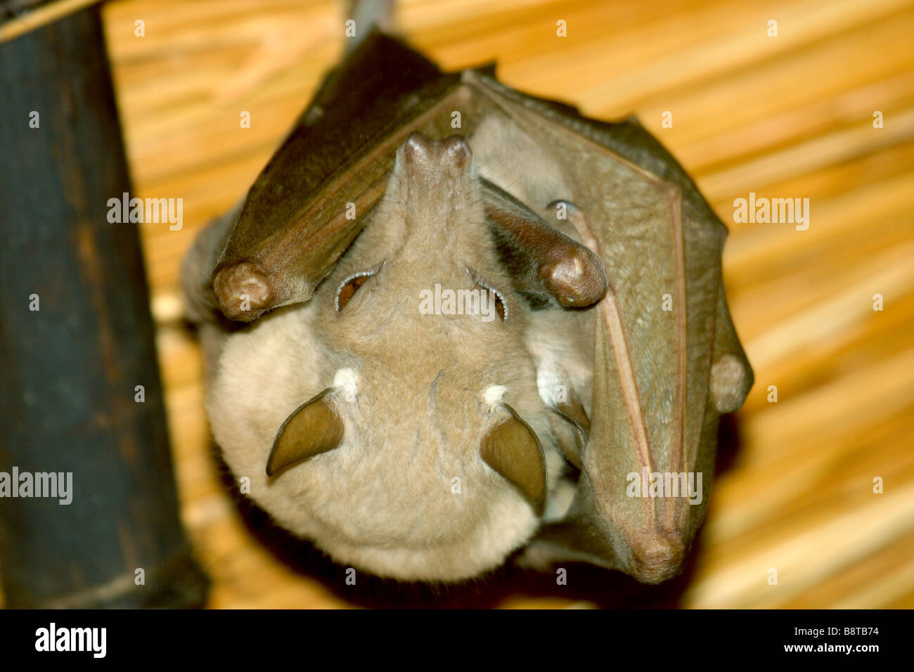 Wahlberg's or Peter's Epauletted bat (wild) Stock Photo