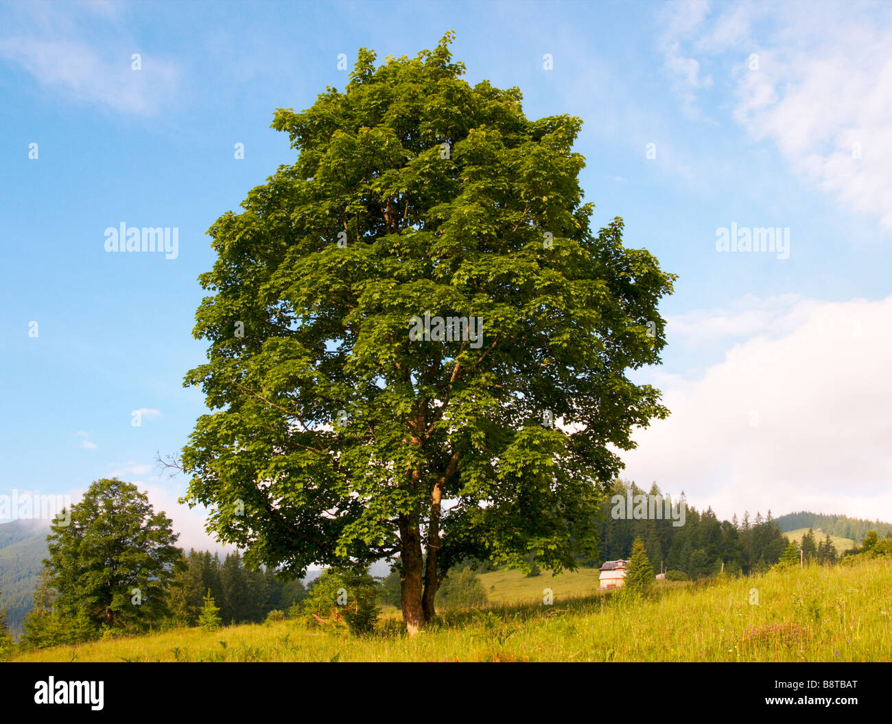 Tree and sky with clouds hi-res stock photography and images - Alamy