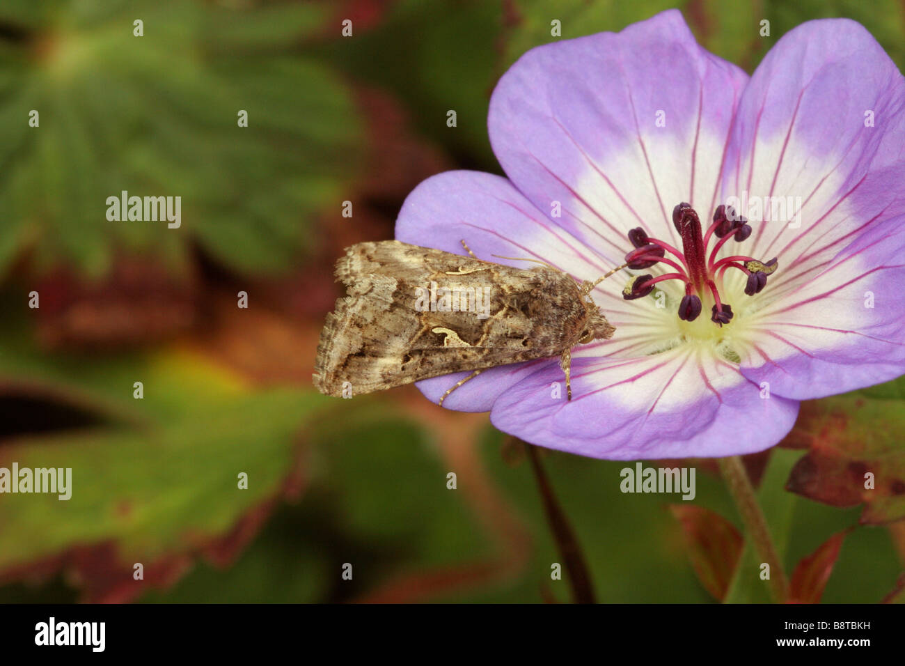 Silver y moth Autographa gamma Noctuidae on a garden geranium UK Stock ...