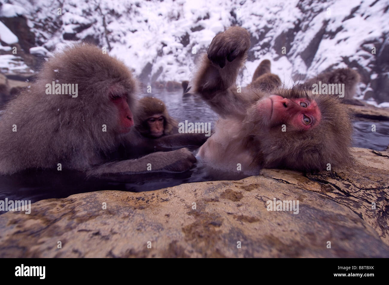Japanese Macaque Macaca fuscata mother and juvenile grooming in ...
