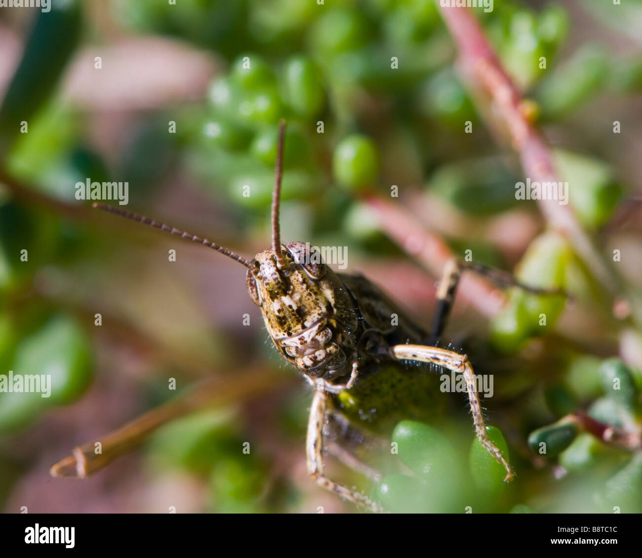 Grasshopper head Stock Photo