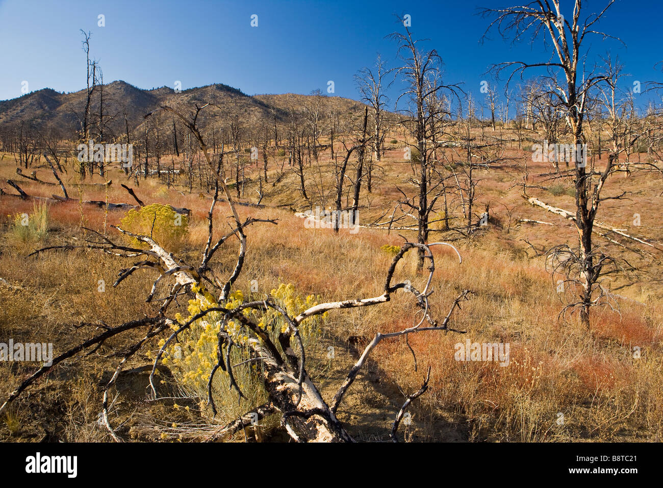vegetative rehabilitation of a pine forest after a wildfire Kennedy Meadows Sierra Nevada Mountains California Stock Photo