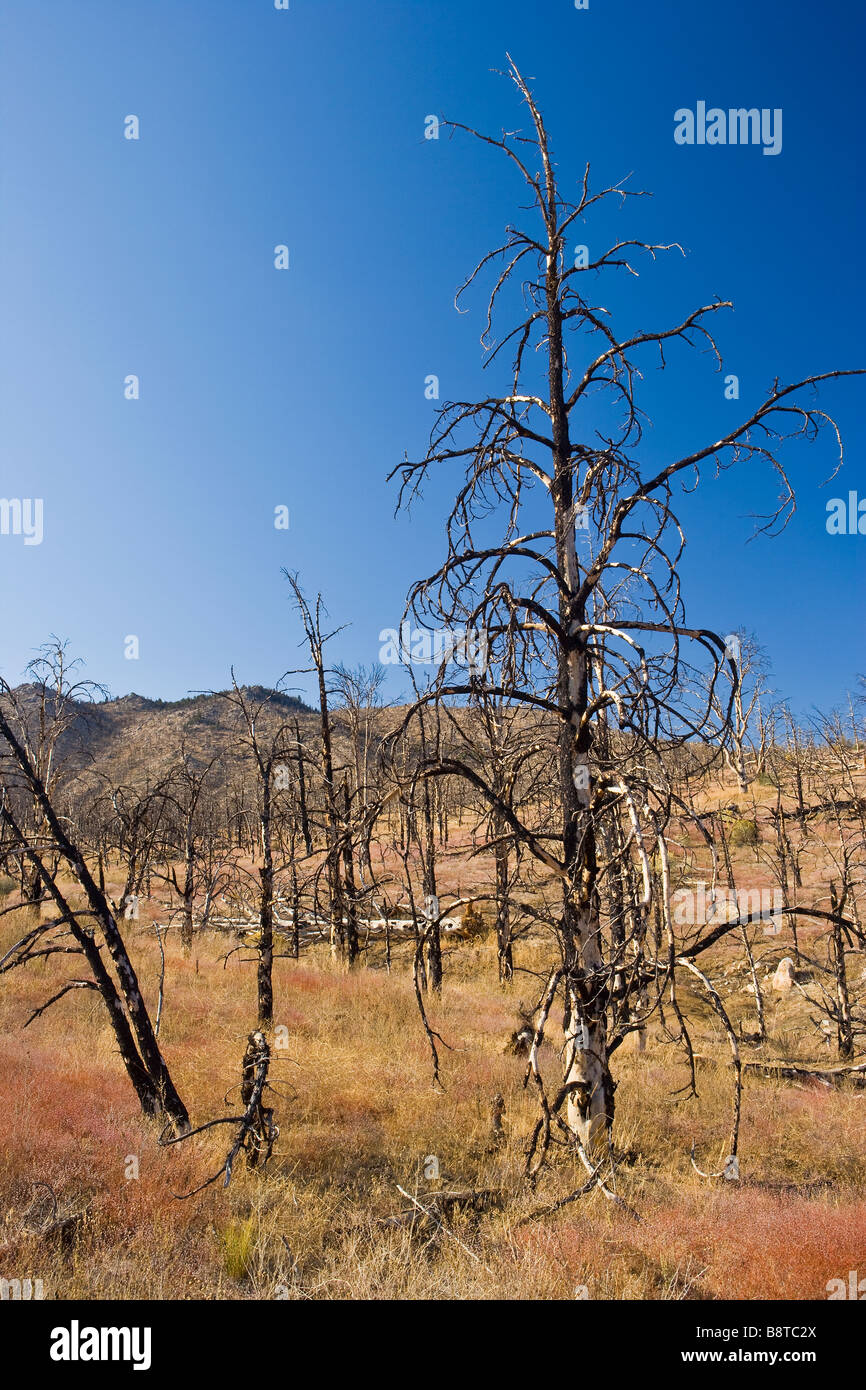 vegetative rehabilitation of a pine forest after a wildfire Kennedy Meadows Sierra Nevada Mountains California Stock Photo