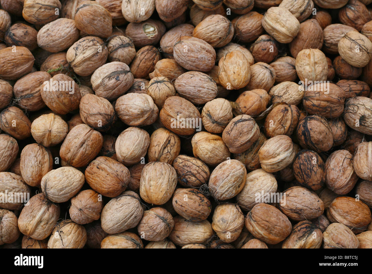 walnut (Juglans regia), walnuts Stock Photo