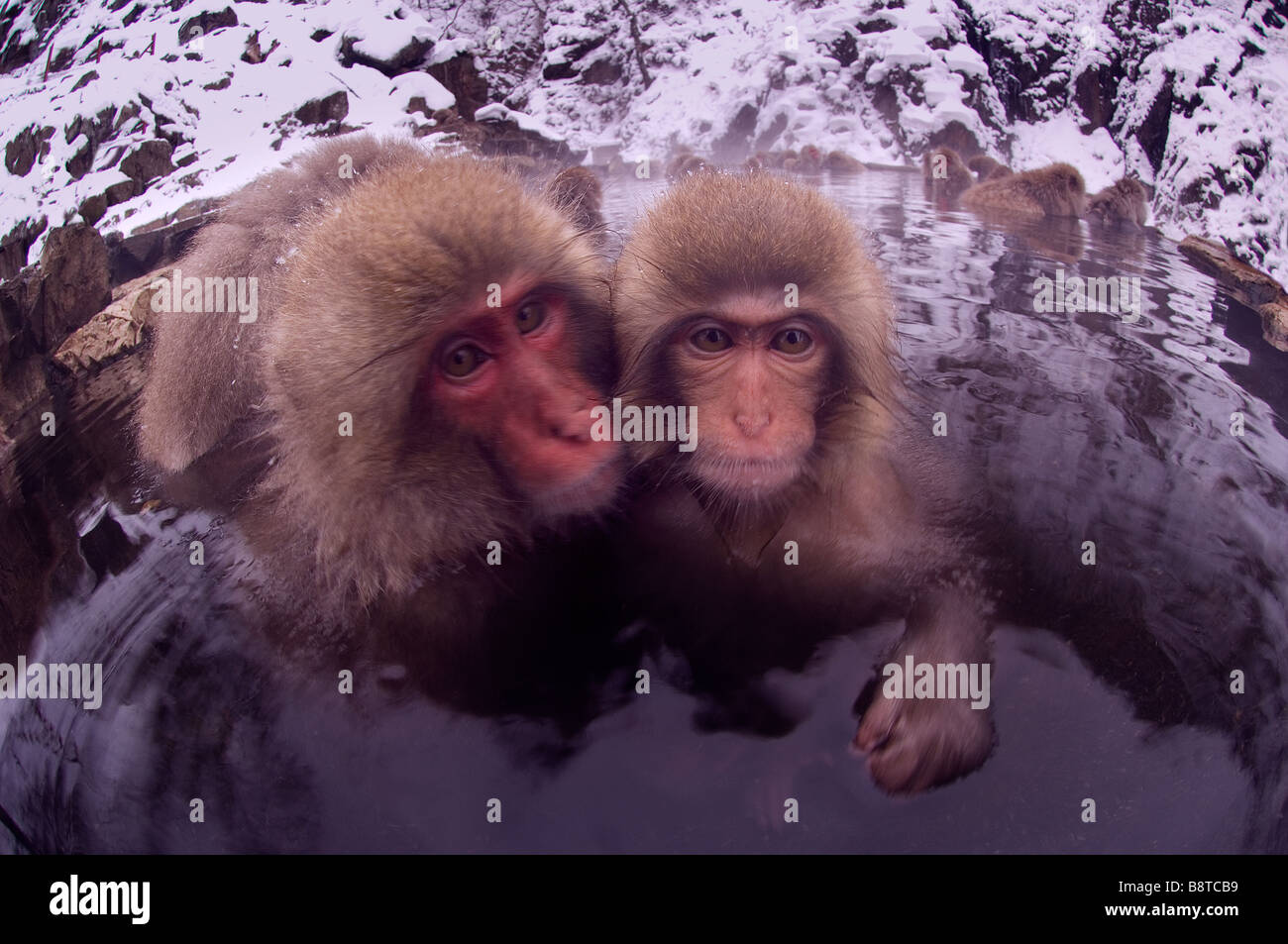 Japanese Macaque Macaca fuscata mother and juvenile in hotspring ...