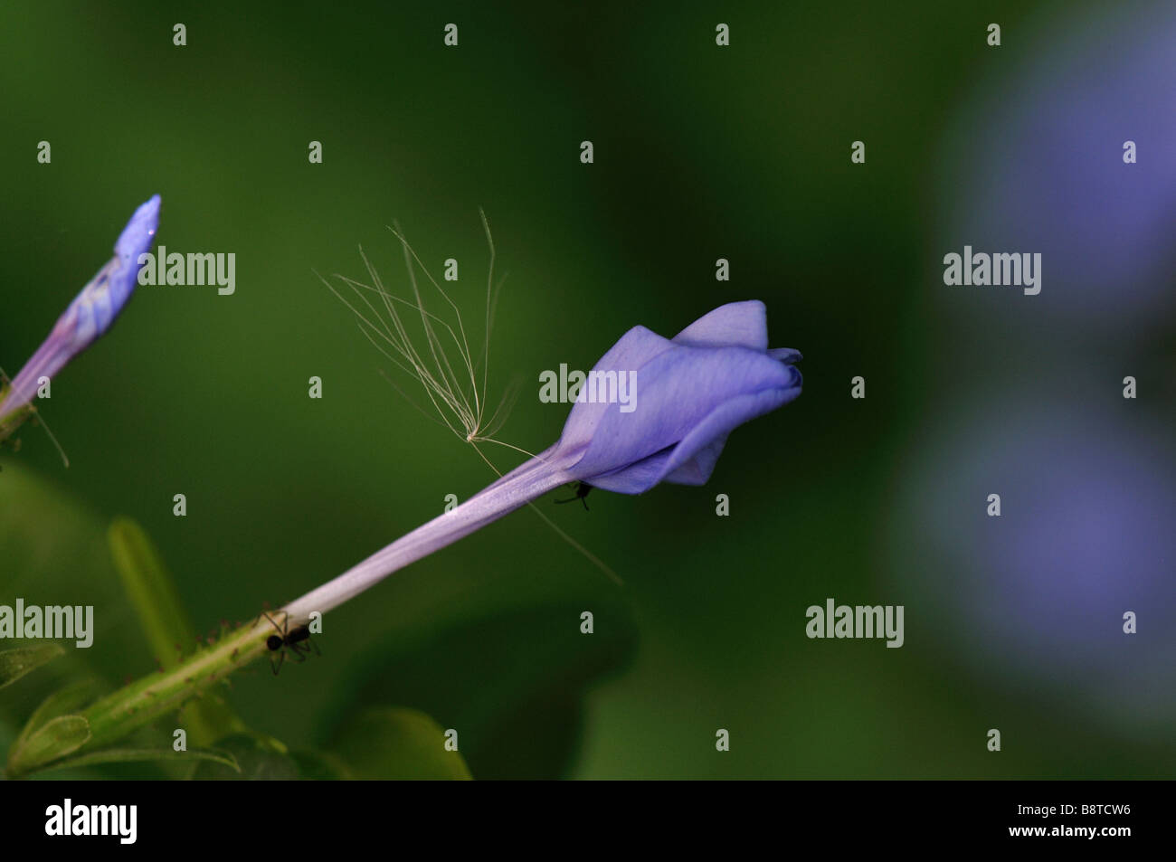 Ants collect sweets from a Plumbago flower bud while a cottony seed drifts past Stock Photo