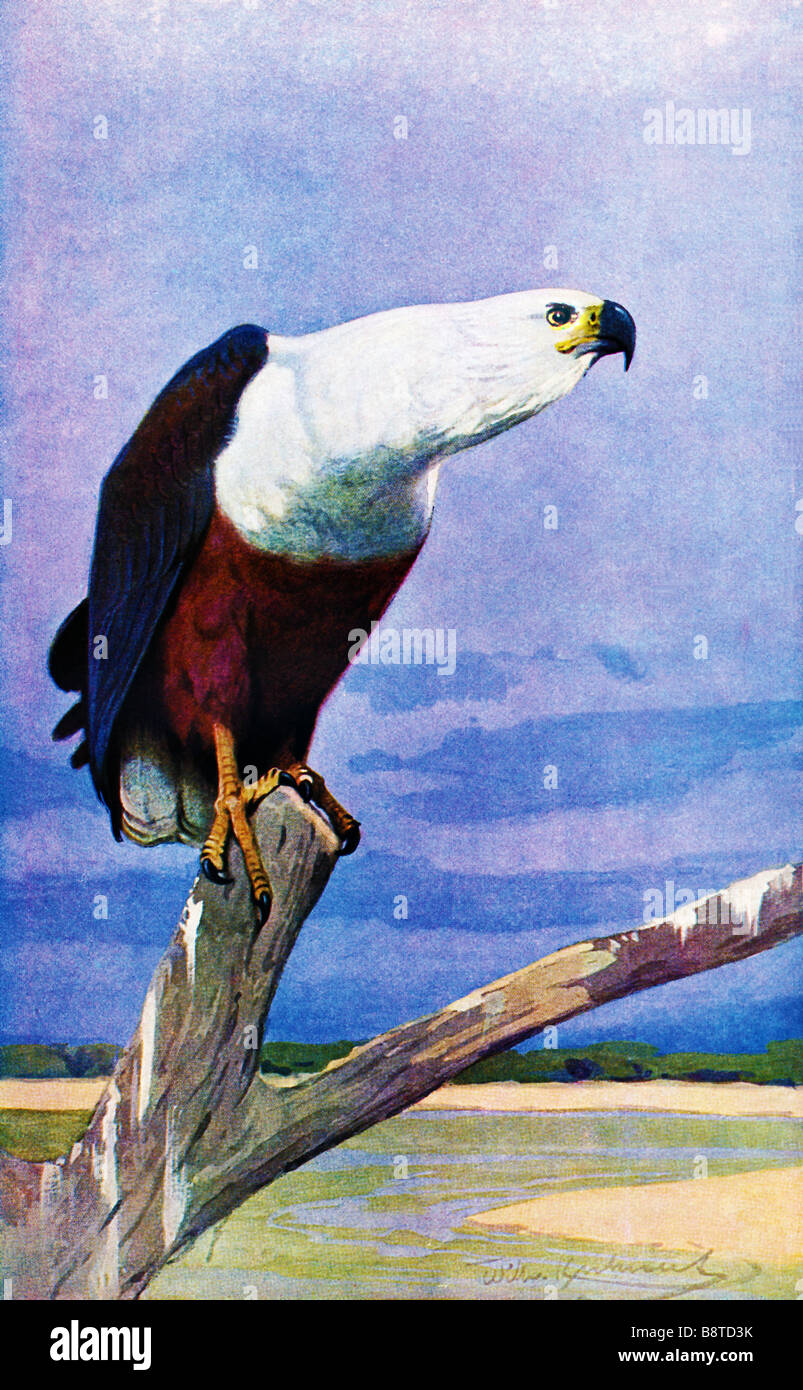 The African Fish Eagle (Haliaeetus vocifer) illustrated by Wilhelm kuhnert (1865-1926) Stock Photo