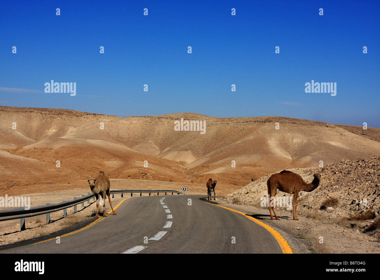 Israel Judea Desert landscape Camels wondering on the roadside Stock Photo