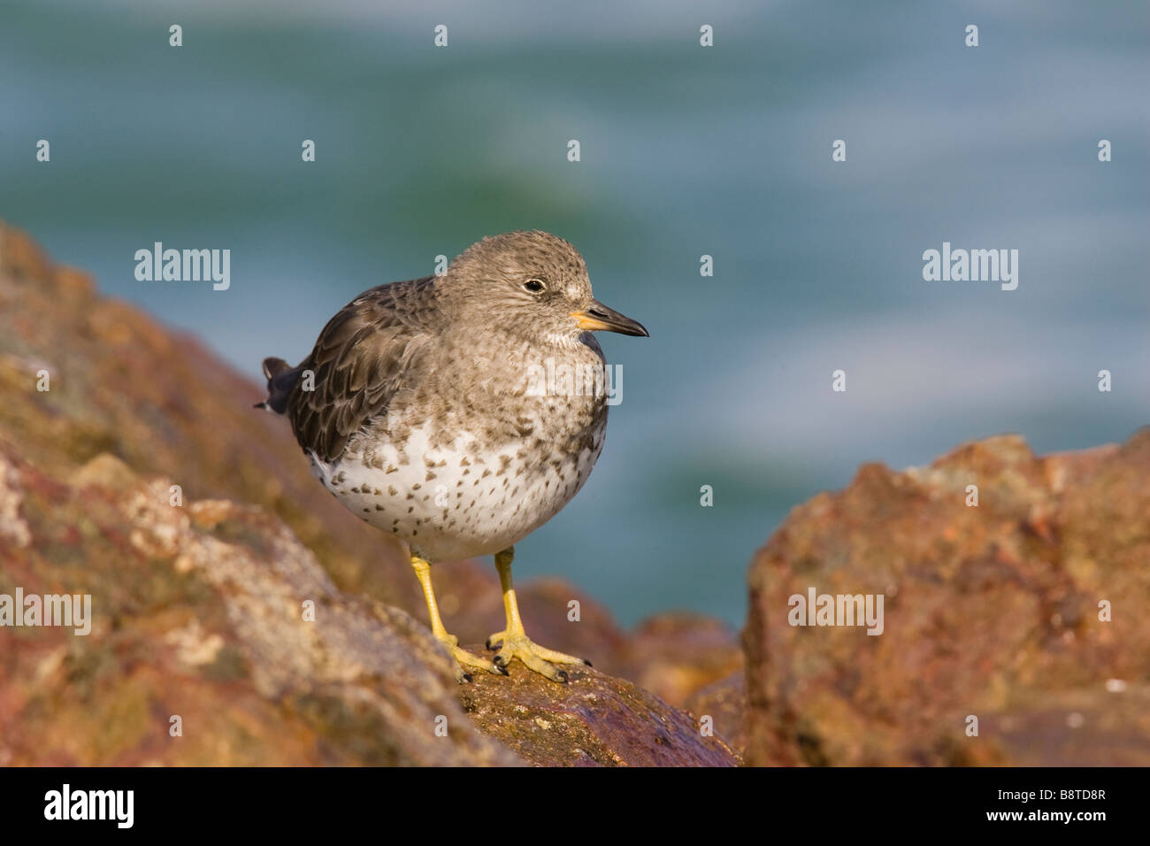 Surfbird (Aphriza virgata) standing on rocks Stock Photo