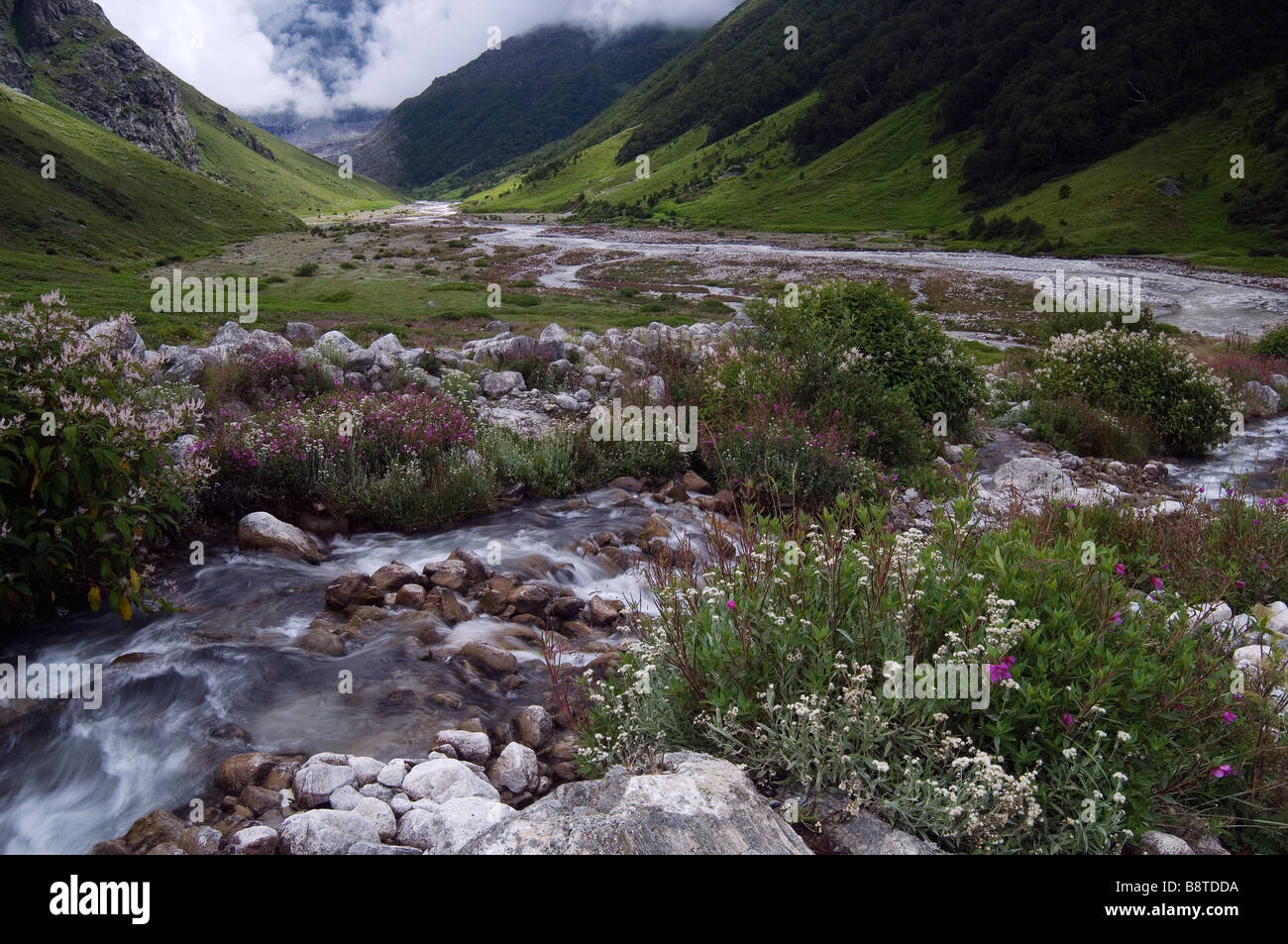 The "Valley of Flowers" Uttaranchal northern India Stock Photo Alamy