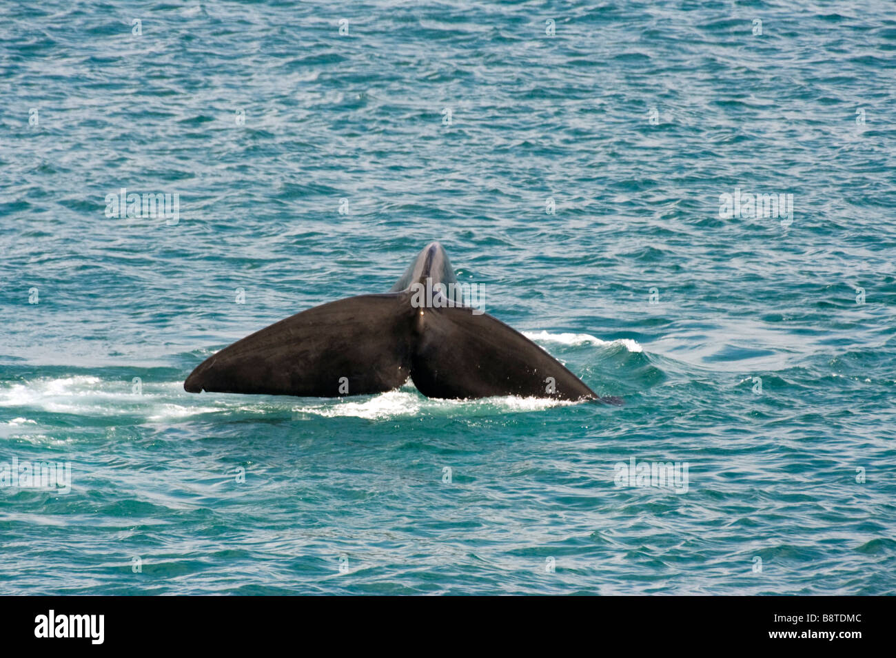 Tail of a Southern Right Whale Stock Photo - Alamy