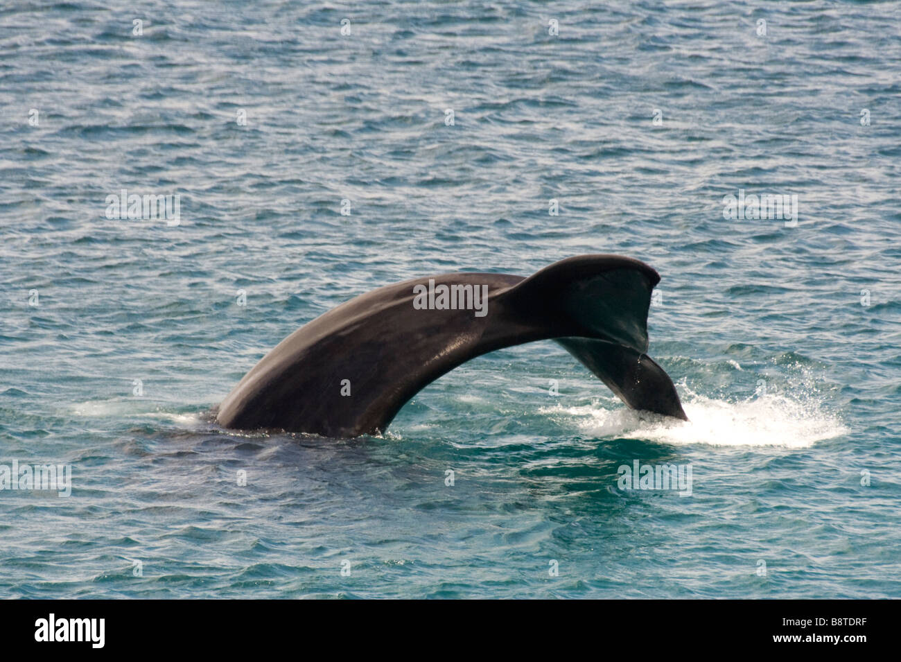 Tail of a Southern Right Whale Stock Photo - Alamy