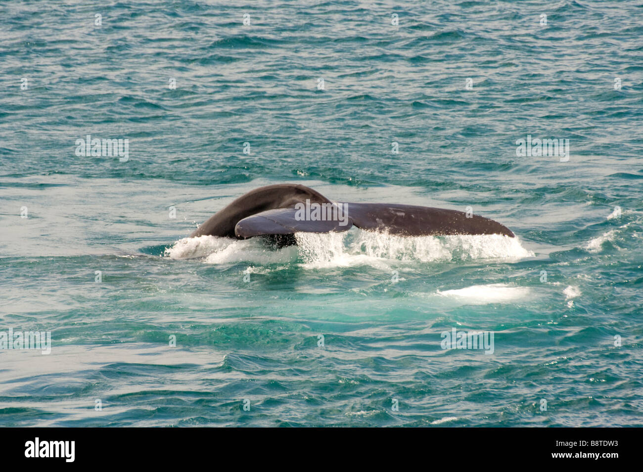 Tail of a Southern Right Whale Stock Photo - Alamy