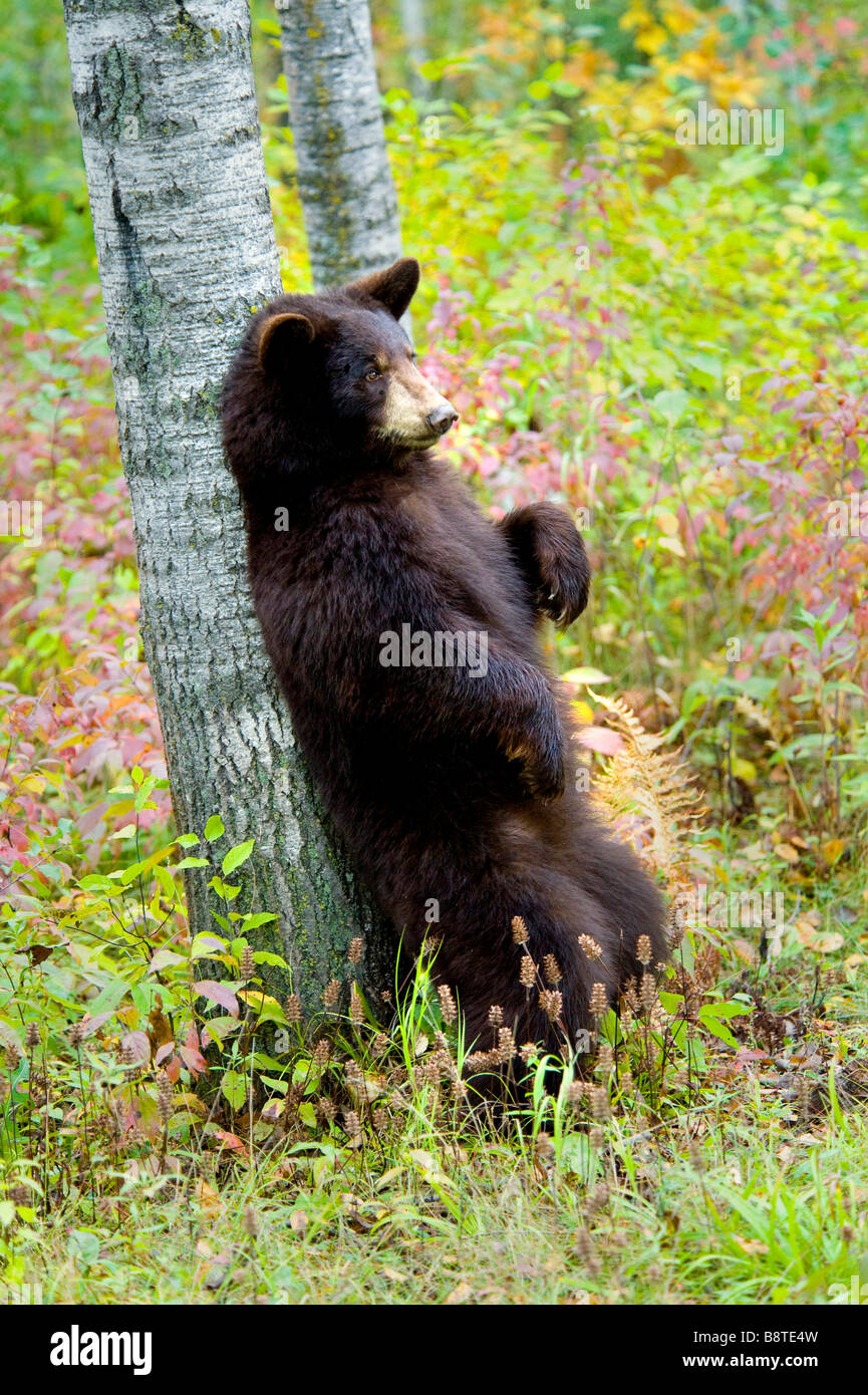 Black Bear in Autumn, Minnesota Stock Photo