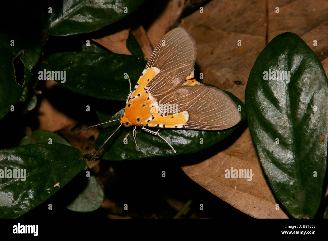 Warningly coloured moth Asota sp Arctiidae in rainforest Cameroon Stock ...