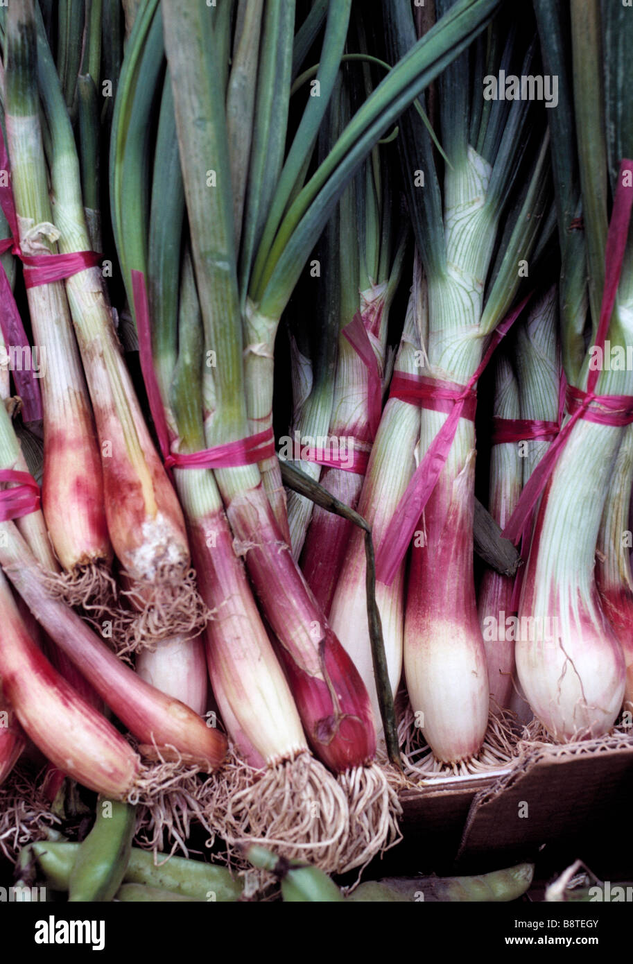 Bunches of Spring onions in local market Cavalaire Provence France