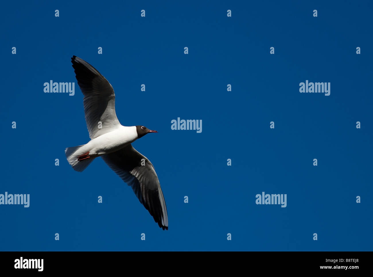 The seagull soars in the clear dark blue sky There is a place for the text Stock Photo