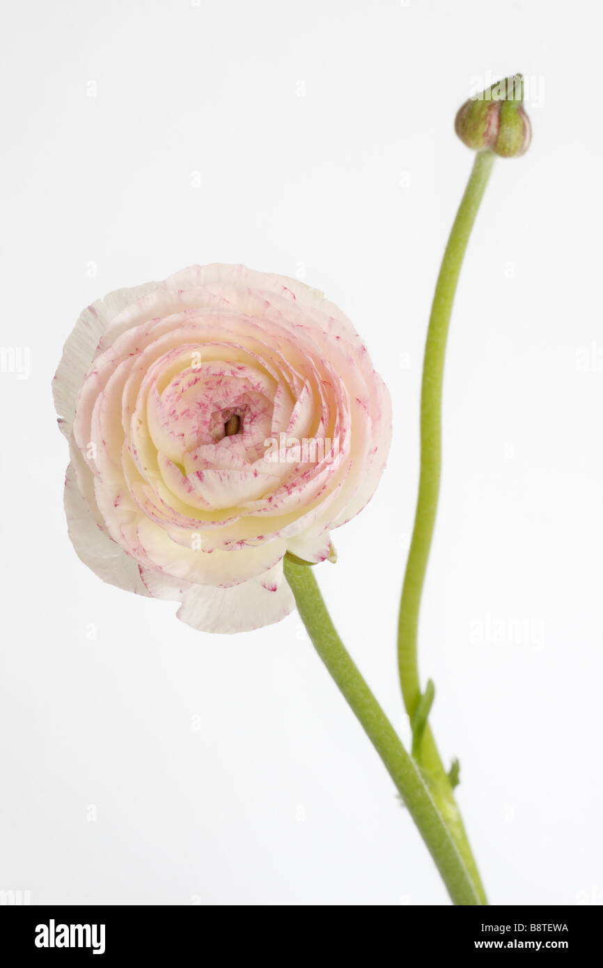Ranunculus asiaticus or Persian Buttercup in front of a white background Stock Photo