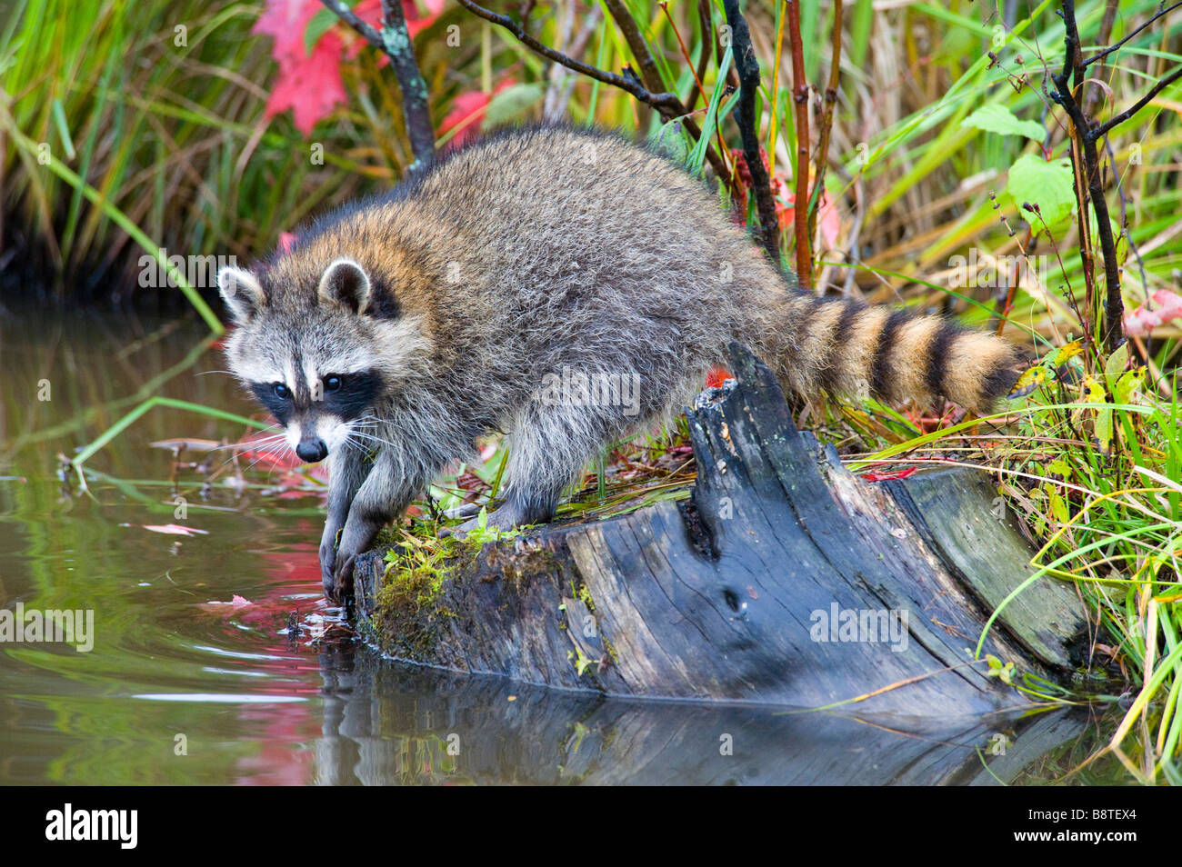 Raccoon, Minnesota Stock Photo