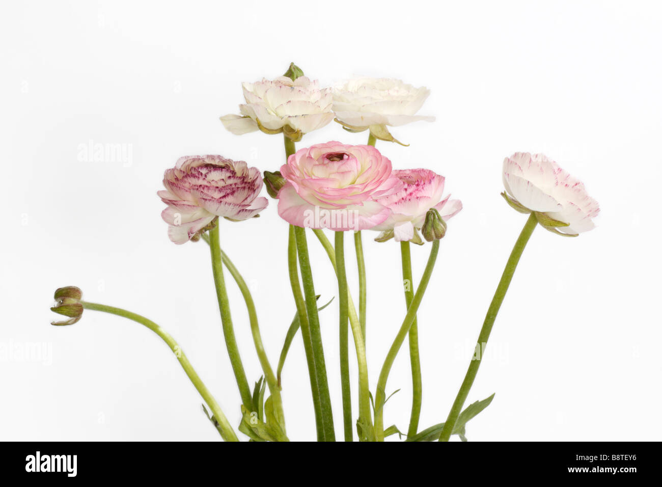 Ranunculus asiaticus or Persian Buttercup in front of a white background Stock Photo