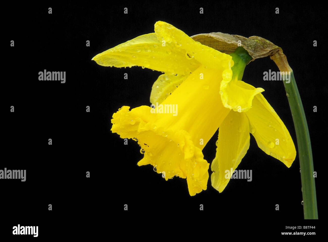 Osterglocke auf schwarz daffodil on black 01 Stock Photo
