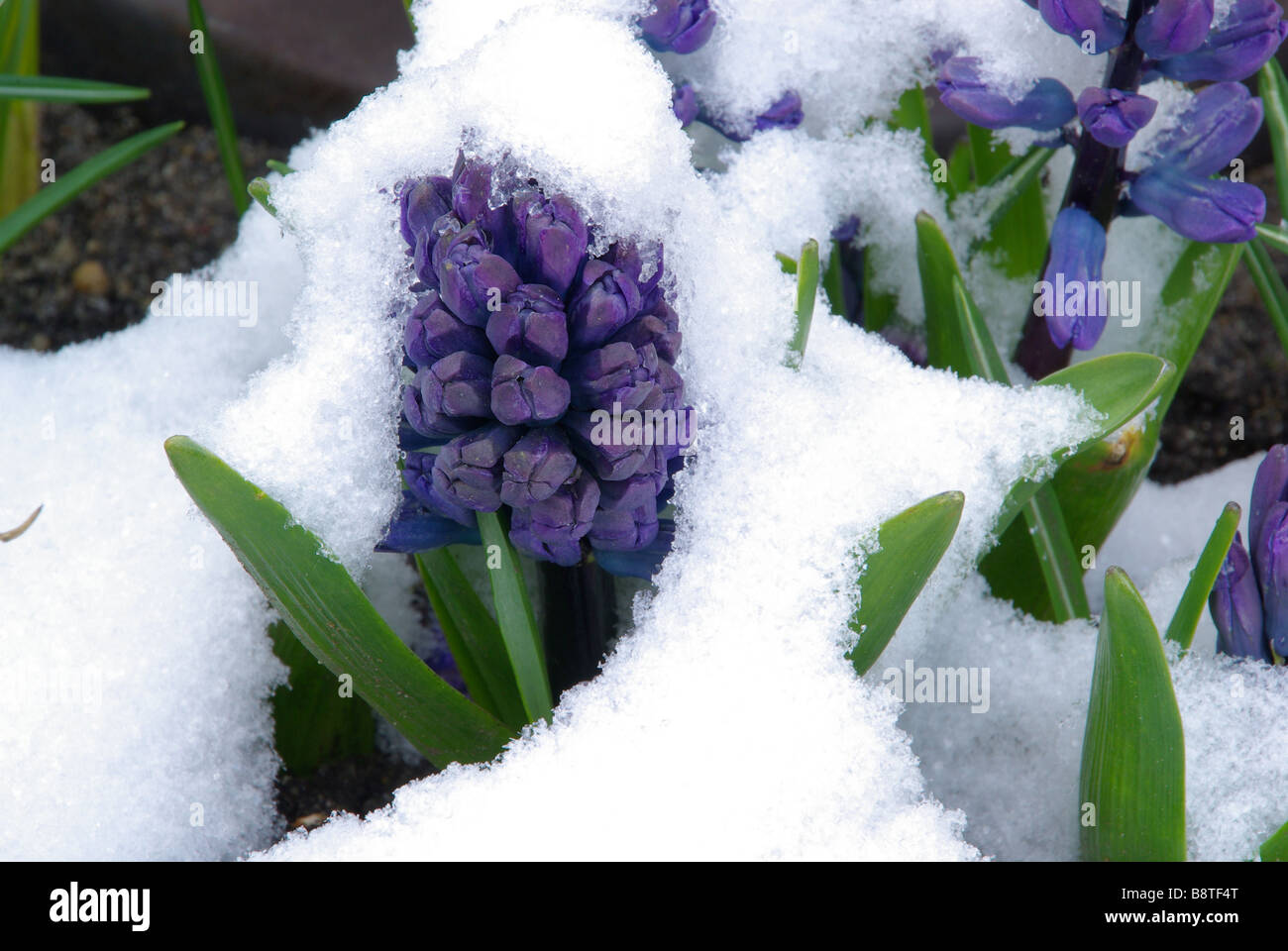 Hyazinthe im Schnee hyacinth in snow 01 Stock Photo