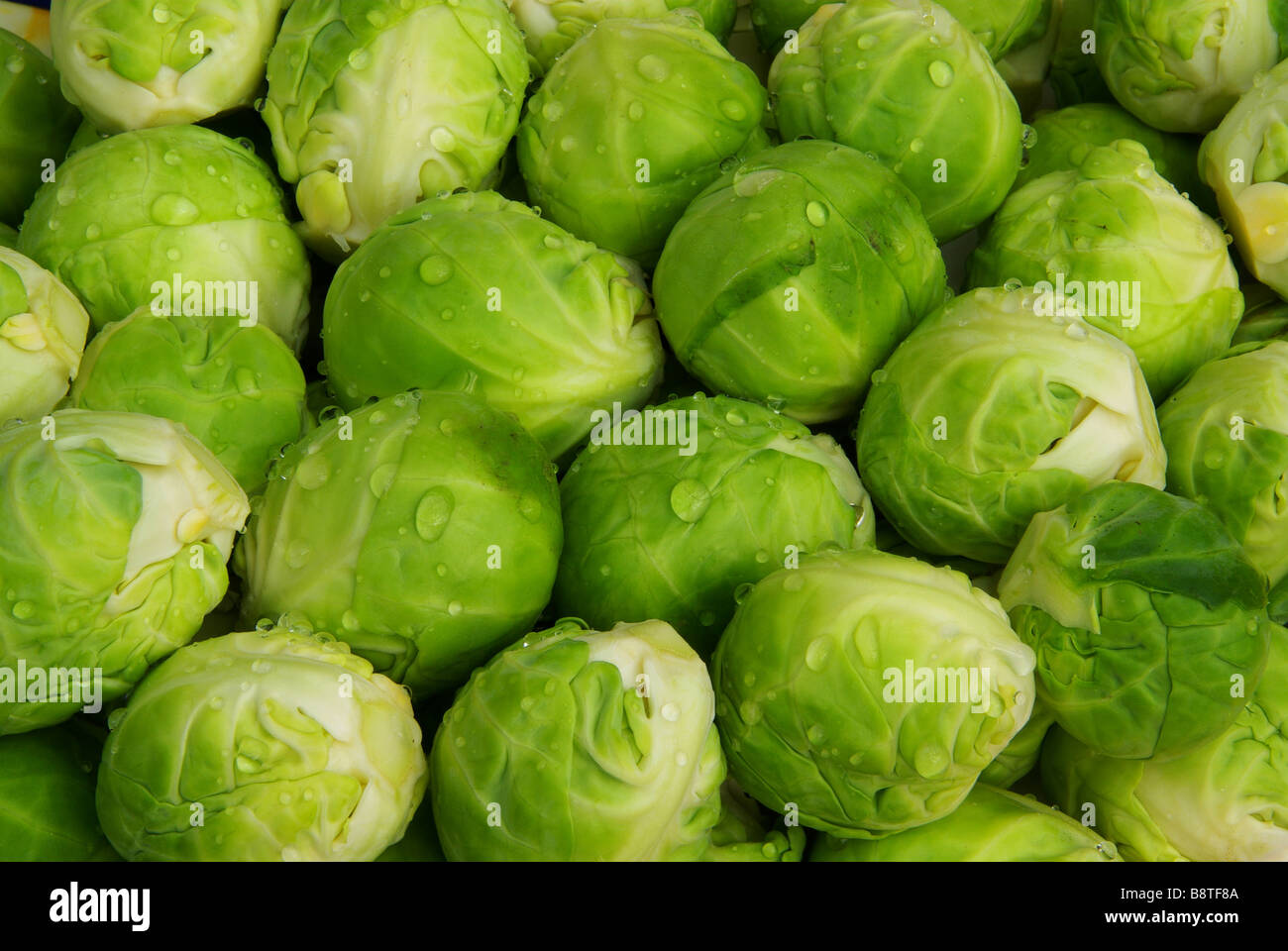 Rosenkohl Brussels sprout 03 Stock Photo