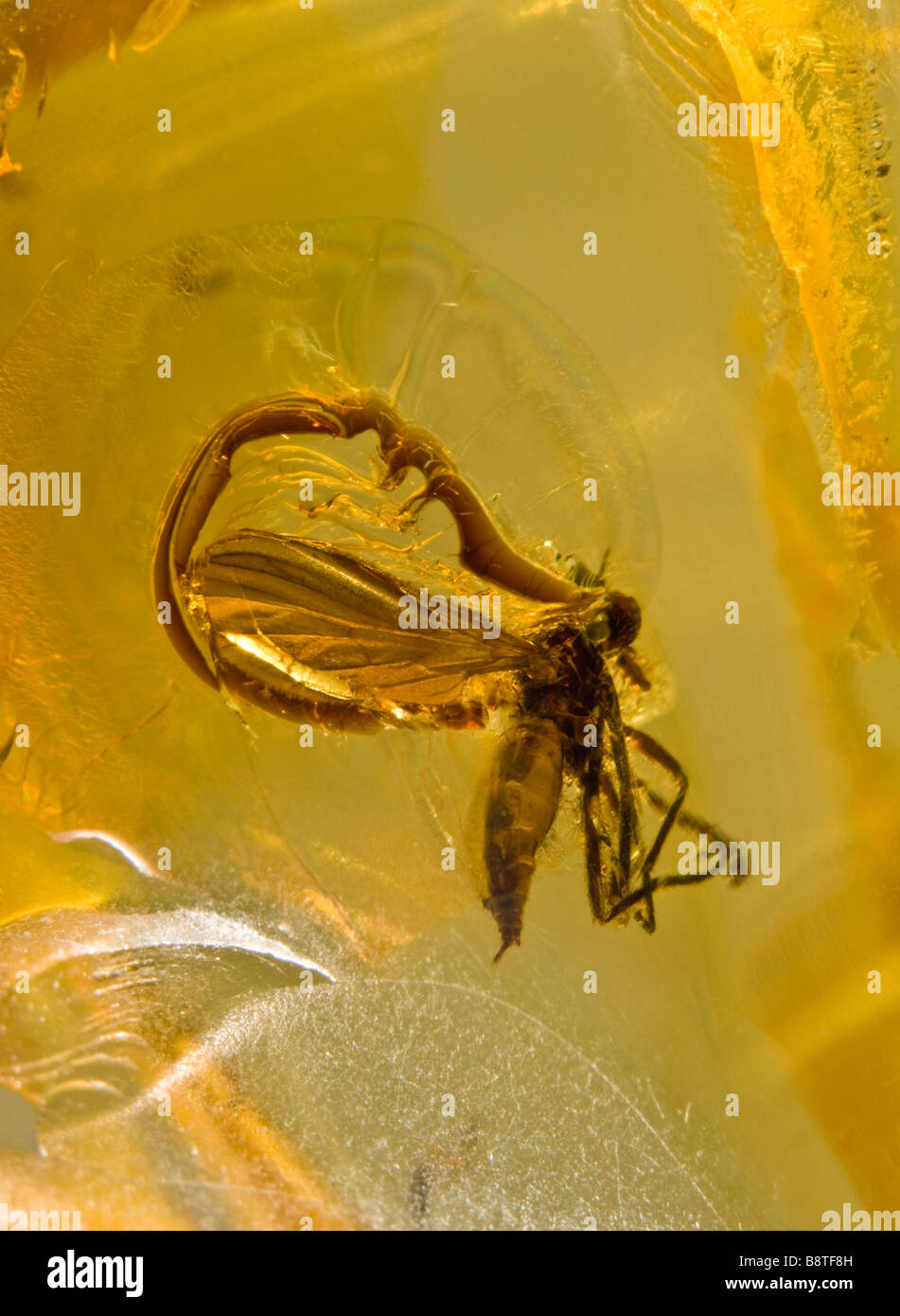 Prehistoric Fly preserved in Lithuanian Baltic Amber, with air bubble around the wings Stock Photo