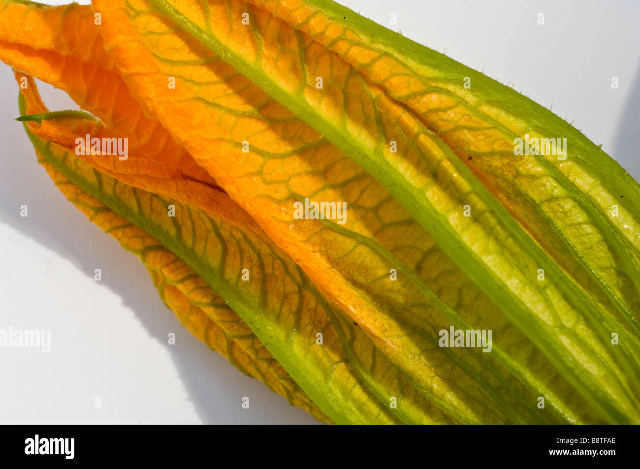 close up of Courgette leaf Stock Photo Alamy