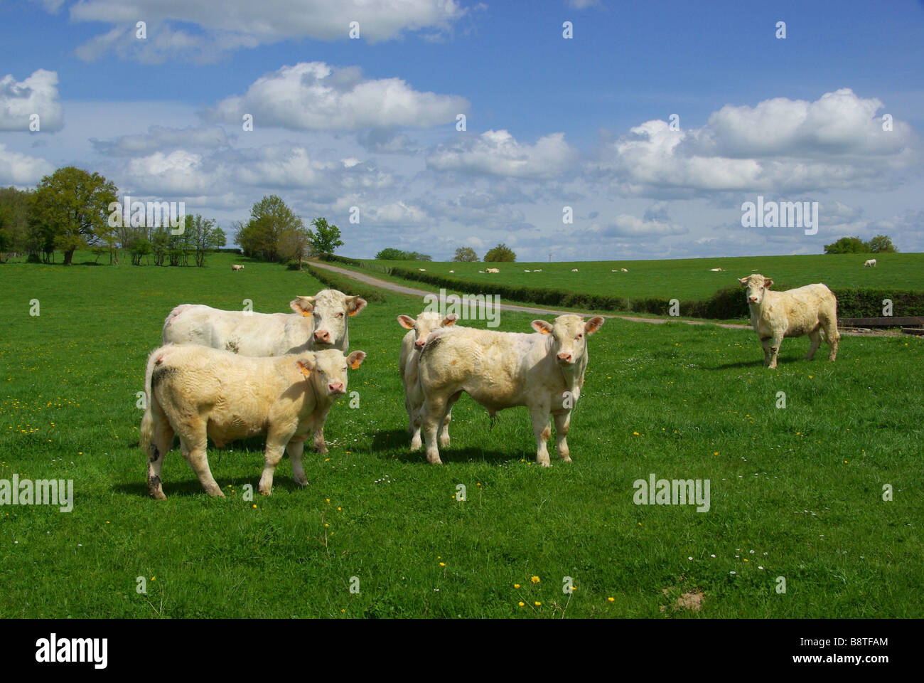 Raza Rind Rind cow 29 Stock Photo - Alamy