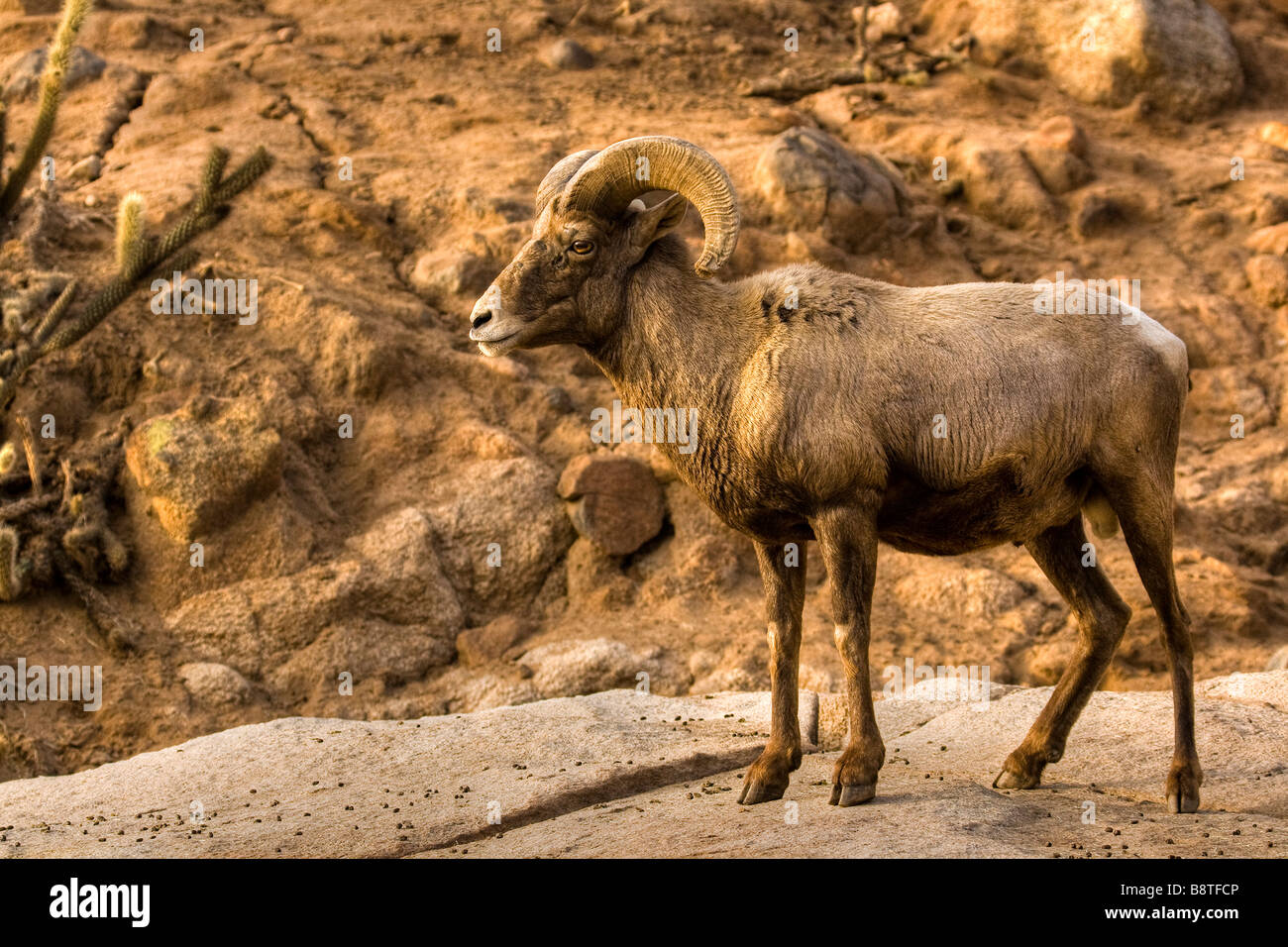 North American Big Horn Sheep Standing on Boulder Stock Photo